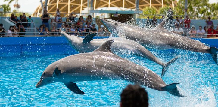 key-biscayne_miami-seaquarium_people_dolphins_live-performance-20180509-021-2