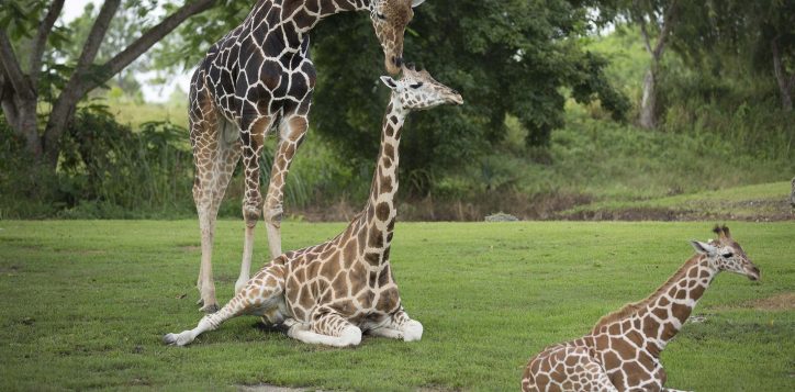 zoo-miami-giraffe-family-2